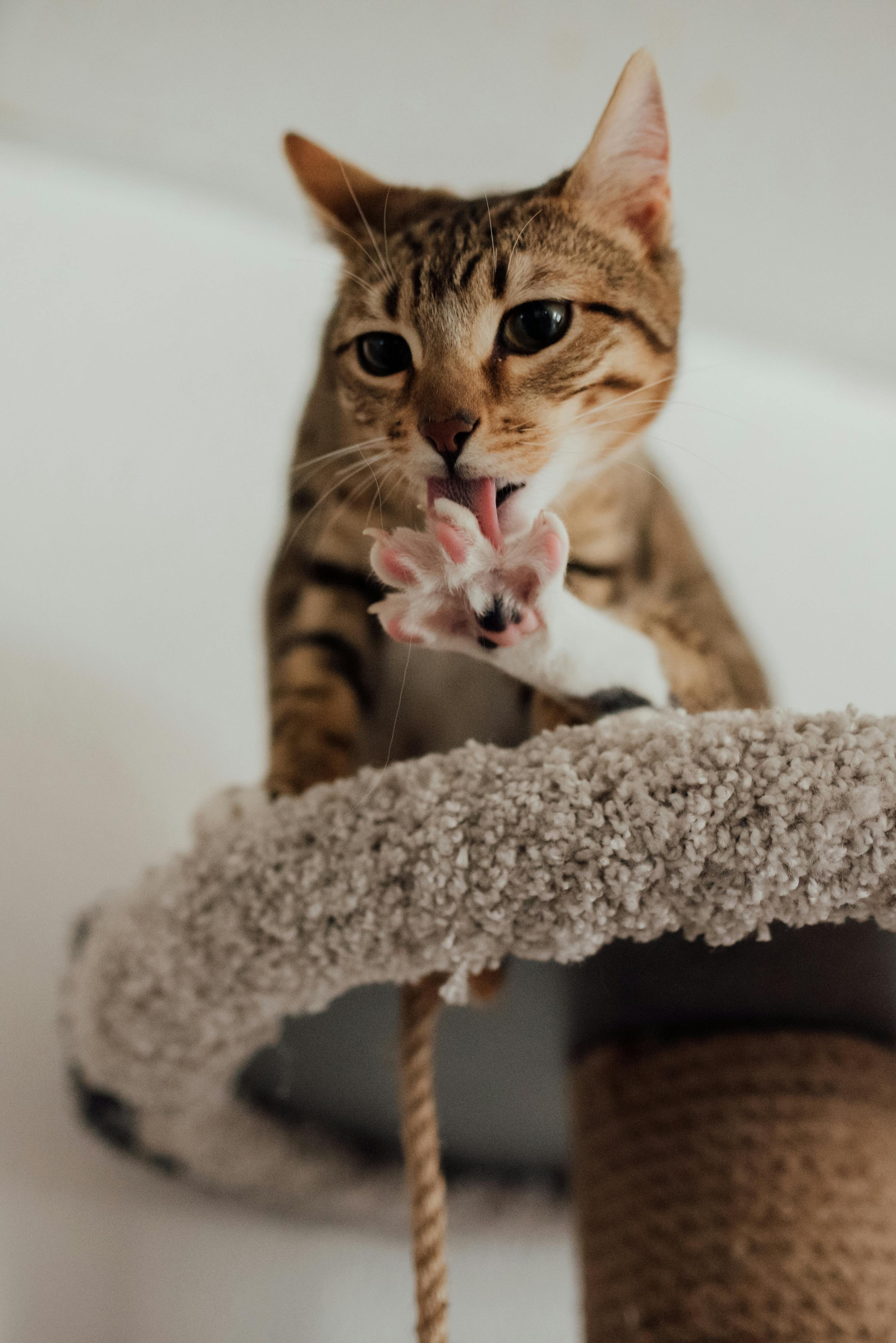 Daily Care